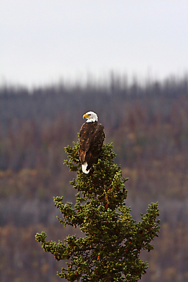 포토 JPG 해외이미지 주간 나무 야생동물 사람없음 야외 독수리 흰머리독수리 해외202004 해외포토 자연요소 식물 동물 조류 파일형식