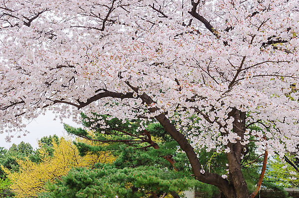 포토 JPG 해외이미지 풍경 사람없음 봄 벚꽃 벚나무 해외202004 해외포토 나무 계절 꽃 파일형식