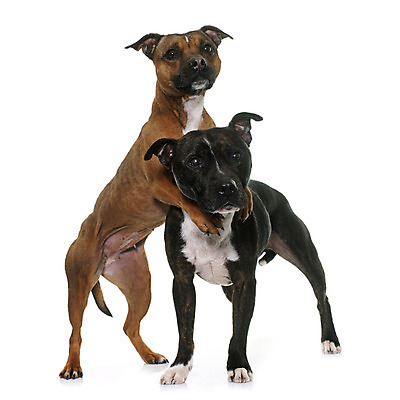 포토 JPG 해외이미지 동물 커플 여자 남자 2 포옹 놀이 사랑 서기 성인 사람없음 반려동물 갈색 개 강아지 흰배경 고립 신앙심 해외202004 경비견 해외포토 감정 컬러 백그라운드 포유류 관계 안기 모션 사람 흰색 파일형식