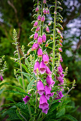 포토 JPG 해외이미지 모양 식물 계절 꽃 분홍색 백그라운드 잎 꽃무늬 자연 사람없음 초록색 정원 보라색 봄 들꽃 벚꽃 종 신선 개화 닫기 제비꽃 관목 원예 마법 내추럴 민화 캄파눌라 해외202004 해외포토 나무 컬러 무늬 모션 취미 그림 생태계 파일형식