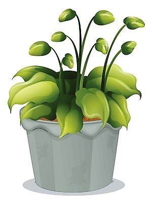 EPS 해외이미지 클립아트 식물 클리핑패스 줄기 백그라운드 잎 일러스트 실내 건강 그래픽 장식 초록색 정원 흙 회색 흰색 냄비 플라스틱 만화 그림 점토 정맥 고립 심기 해외202004 해외일러스트 컬러 모션 재질 내부 솥 혈관 파일형식 벡터