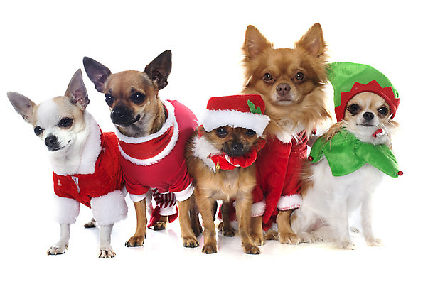 포토 JPG 해외이미지 동물 컨셉 크리스마스 여러마리 산타옷 사람없음 반려동물 갈색 코트 그룹 유머 개 강아지 흰배경 치와와 이벤트의상 해외202004 해외포토 옷 기념일 감정 컬러 다수 백그라운드 포유류 외투 흰색 파일형식