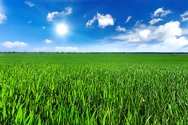 포토 JPG 해외이미지 식물 구름 계절 줄기 백그라운드 밭 농업 자연 벽지 하늘 풍경 초원 사람없음 야외 초록색 여름 파란색 농작물 햇빛 태양 농장 농경지 환경 농사 맑음 봄 성장 시골 땅 시리얼 밀 조경 장면 밭일 수평선 세련 해외202004 해외포토 자연요소 산업 음식 컬러 날씨 곡류 생태계 파일형식