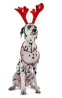 포토 JPG 해외이미지 동물 컨셉 크리스마스 뿔 사람없음 반려동물 흰색 유머 개 강아지 흰배경 이벤트의상 달마시안 루돌프머리띠 해외202004 해외포토 옷 기념일 감정 컬러 백그라운드 포유류 머리띠 파일형식