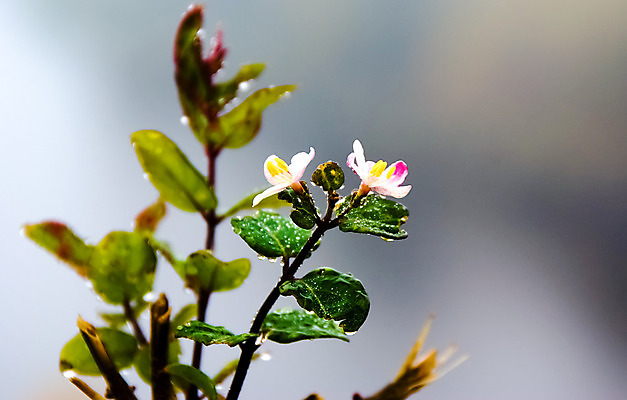 포토 JPG 해외이미지 식물 꽃 백그라운드 잎 자연 아침 따뜻함 사람없음 야외 초록색 물 여름 노란색 환경 정원 봄 새벽 활발 젖음 들꽃 성장 물방울 신선 화려 개화 우아함 소프트포커스 이슬 빗방울 보케 내추럴 카피스페이스 해외202004 해외포토 주간 자연요소 계절 컬러 컨셉 촬영기법 공백 비_날씨 생태계 파일형식