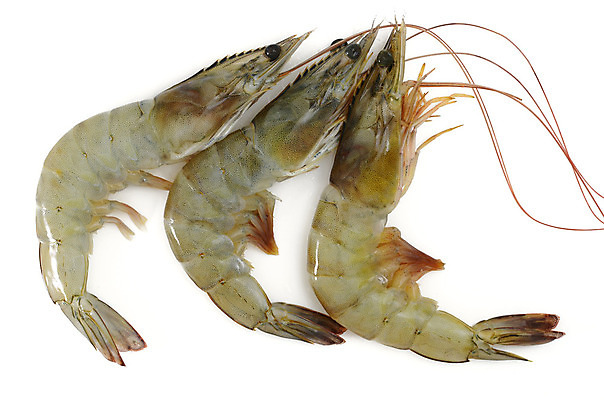 포토 JPG 해외이미지 전신 동물 음식 새우 사람없음 한개 껍질 흰색 신선 해산물 흰배경 날것 고립 해외202004 해외포토 1 컬러 백그라운드 갑각류 파일형식