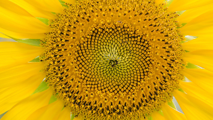 포토 JPG 해외이미지 식물 꽃잎 꽃 문화 백그라운드 꽃무늬 밭 농업 오렌지 자연 해바라기 씨앗 풍경 초원 사람없음 야외 초록색 여름 태양 노란색 정원 황혼 일몰 활발 성장 벚꽃 시골 원형 개화 유기농 꽃가루 내추럴 밭일 해외202004 해외포토 자연요소 도형 웰빙 계절 산업 컬러 컨셉 무늬 과일 노을 가루 생태계 파일형식