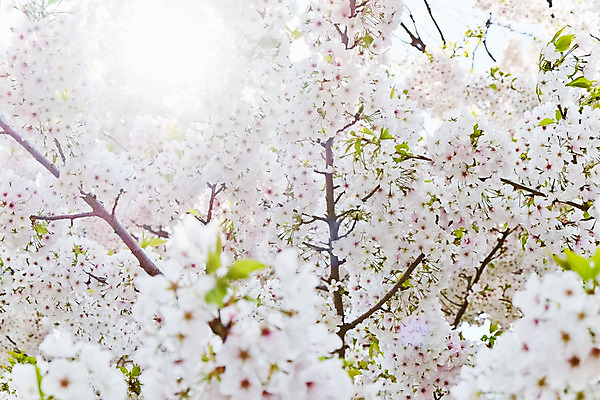 포토 JPG 해외이미지 사람없음 야외 봄 벚꽃 벚나무 해외202004 해외포토 나무 계절 꽃 파일형식