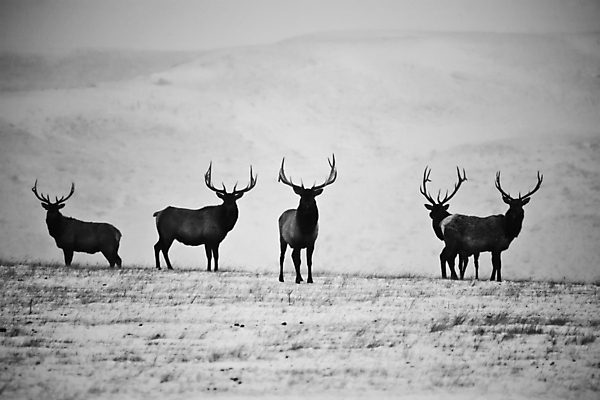 포토 JPG 해외이미지 남자 여행 캐나다 겨울 뿔 흑백 풍경 잔디 사람없음 가로 디지털 시골 서리 장면 엘크 해외202004 해외포토 식물 계절 북아메리카 촬영기법 사람 파일형식