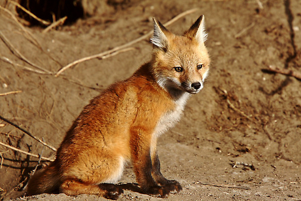 포토 JPG 해외이미지 주간 한마리 야생동물 앉기 사람없음 야외 땅 여우 해외202004 해외포토 자연요소 동물 1 포유류 모션 파일형식