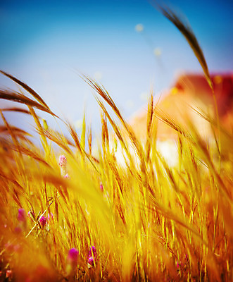 포토 JPG 해외이미지 식물 꽃 음식 빵 줄기 단풍 밭 농업 오렌지 자연 하늘 아침 건조 씨앗 풍경 사람없음 야외 파란색 농작물 햇빛 농장 농경지 노란색 마을 맑음 활발 수확 성장 가을 시골 황금 클로버 낟알 땅 시리얼 밀 밀짚 내추럴 숙성 호밀 몽환 해외202004 해외포토 주간 계절 산업 컬러 컨셉 잎 과일 날씨 곡류 태양 짚 생태계 파일형식