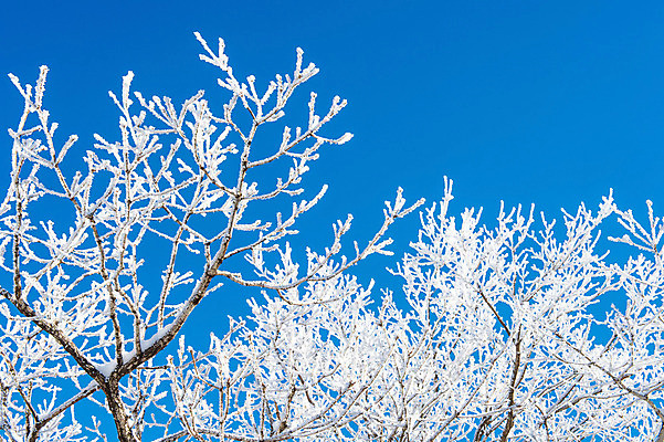 포토 JPG 해외이미지 나무 백그라운드 겨울 자연 하늘 산 서울 한국 풍경 사람없음 태양 맑음 추위 언덕 눈내림 해외202004 해외포토 자연요소 식물 계절 아시아 날씨 눈_날씨 생태계 파일형식