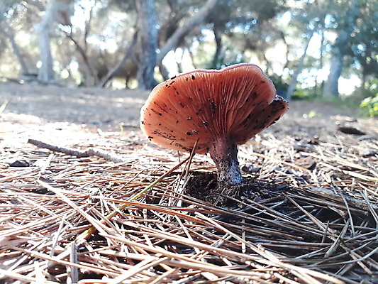 포토 JPG 해외이미지 식물 계절 음식 백그라운드 가족 자연 건강 이끼 취미 사람없음 초록색 갈색 환경 버섯 수확 성장 가을 신선 숲 작음 수분 11월 묘사 내추럴 곰팡이 그물버섯 독버섯 땅바닥 삼림지대 해외202004 해외포토 컬러 농업 관계 바닥 날짜 크기 생태계 파일형식