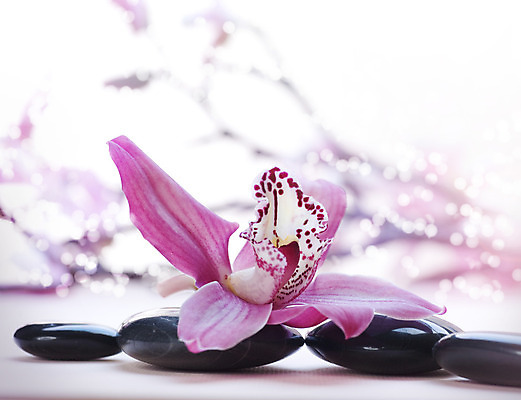 포토 JPG 해외이미지 꽃 백그라운드 컨셉 사람없음 쌓기 검은색 스파 조약돌 흰색 마사지 난초 테라피 해외202004 해외포토 식물 컬러 모션 뷰티 돌_바위 파일형식