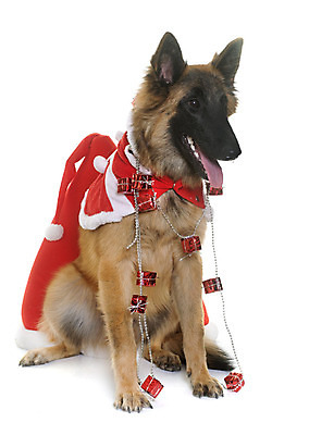 포토 JPG 해외이미지 동물 컨셉 크리스마스 사람없음 반려동물 장난감 갈색 개 오브젝트 흰배경 이벤트의상 해외202004 해외포토 옷 기념일 컬러 백그라운드 포유류 흰색 파일형식