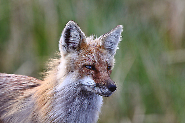 포토 JPG 해외이미지 주간 한마리 응시 야생동물 사람없음 야외 아웃포커스 여우 해외202004 해외포토 자연요소 동물 1 시선 포유류 촬영기법 파일형식