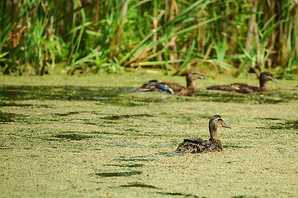 포토 JPG 해외이미지 동물 계절 공원 호수 물결 야생동물 날개 자연 조류 생물 오리 덴마크 풍경 사람없음 야외 초록색 물 강 컬러풀 갈색 머리 환경 수영 봄 연못 잡초 해조류 습지 깃털 유기농 생물학 사냥 부리 장면 수영선수 물새 내추럴 동물상 해외202004 해외포토 자연요소 식물 웰빙 공공시설 교육 컬러 운동선수 북유럽 신체부위 조형물 수상스포츠 해양식물 생태계 파일형식