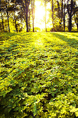 포토 JPG 해외이미지 나무 계절 공원 백그라운드 잎 자연 아침 풍경 사람없음 야외 목재 초록색 여름 빛 햇빛 태양 일출 환경 맑음 봄 안개 광선 나뭇가지 시골 숲 열대우림 내추럴 삼림지대 해외202004 해외포토 주간 자연요소 식물 공공시설 컬러 재료 날씨 노을 생태계 파일형식