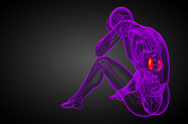 포토 JPG 해외이미지 과학 신체 해부 건강 사람 사람없음 파란색 오르간 신장 방광 염증 해외202004 해외포토 컬러 의학 건반악기 비뇨기관 질병 파일형식