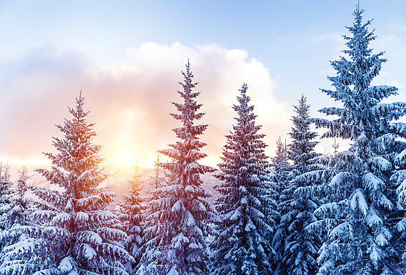 포토 JPG 해외이미지 나무 계절 공원 유럽 여행 백그라운드 겨울 자연 하늘 아침 날씨 산 풍경 사람없음 야외 파란색 태양 일출 일몰 백발 흰색 소나무 숲 서리 알프스 장면 전나무 1월 산악지대 2월 웅장함 눈내림 몽환 가문비나무 해외202004 해외포토 주간 자연요소 식물 헤어스타일 공공시설 나라 컬러 컨셉 눈_날씨 노을 날짜 생태계 파일형식