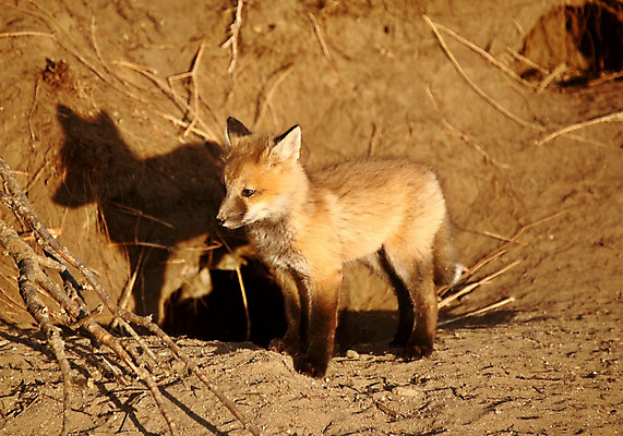 포토 JPG 해외이미지 주간 한마리 야생동물 새끼 그림자 서기 사람없음 야외 여우 해외202004 해외포토 자연요소 동물 1 포유류 모션 파일형식
