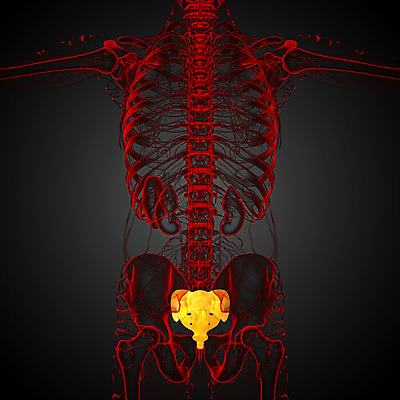 포토 JPG 해외이미지 해부 뼈 골격 사람 사람없음 기둥 척추 해외202004 해외포토 건축 의학 파일형식