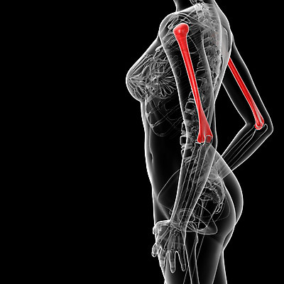 포토 JPG 해외이미지 남자 과학 일러스트 부분 뼈 골격 엑스레이 건강 사람 사람없음 빨간색 파란색 3D 검은색 팔 해외202004 해외포토 컬러 의학 신체부위 디지털합성 파일형식