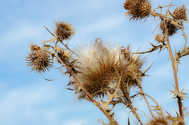 포토 JPG 해외이미지 식물 꽃 분홍색 백그라운드 잎 자연 풍경 사람없음 야외 초록색 여름 컬러풀 보라색 들꽃 잡초 가시 허브 날카로움 엉겅퀴 내추럴 해외202004 해외포토 계절 컬러 생태계 파일형식