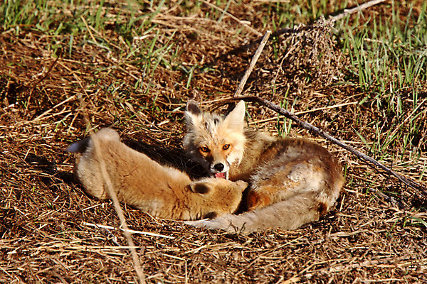 포토 JPG 해외이미지 주간 야생동물 두마리 장난 사람없음 야외 눕기 여우 해외202004 해외포토 자연요소 동물 2 포유류 모션 파일형식
