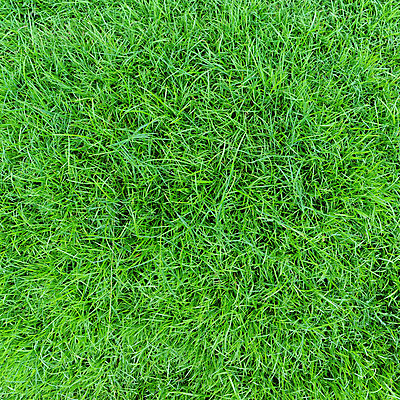 포토 JPG 해외이미지 식물 잔디 사람없음 초록색 하이앵글 해외202004 해외포토 뷰포인트 컬러 파일형식