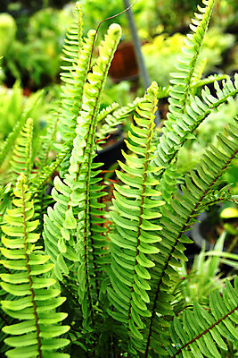 포토 JPG 해외이미지 모양 식물 줄기 잎 곡선 자연 사람없음 장식 초록색 정원 봄 성장 나뭇가지 자르기 내추럴 복잡 양치류 해외202004 해외포토 나무 계절 선 컬러 컨셉 모션 생태계 파일형식