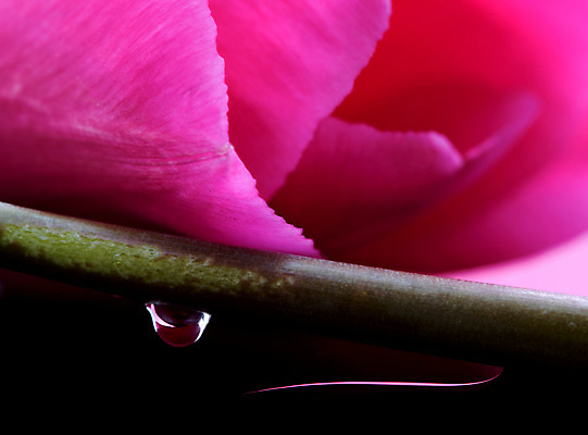 포토 JPG 해외이미지 식물 꽃잎 꽃 분홍색 백그라운드 꽃무늬 사람없음 물 컬러풀 봄 활발 튤립 벚꽃 물방울 신선 이슬 고립 해외202004 해외포토 자연요소 계절 컬러 컨셉 무늬 파일형식