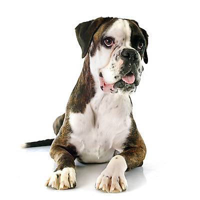 포토 JPG 해외이미지 동물 1 여자 사람없음 반려동물 갈색 흰색 개 흰배경 송곳니 고립 유래 해외202004 경비견 해외포토 컬러 백그라운드 포유류 사람 치아 파일형식