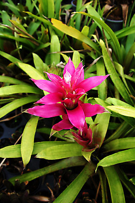 포토 JPG 해외이미지 식물 꽃 백그라운드 잎 꽃무늬 자연 조류 사람없음 야외 내부 장식 빨간색 초록색 물 컬러풀 노란색 머리 정원 봄 젖음 벚꽃 흰색 닫기 숲 작음 큼 원예 내추럴 강렬 고립 해외202004 해외포토 자연요소 동물 계절 컬러 무늬 모션 취미 신체부위 크기 생태계 파일형식