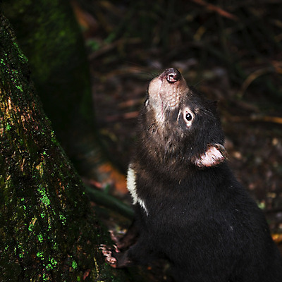 포토 JPG 해외이미지 동물 사람없음 호주 주머니곰 해외202004 해외포토 포유류 오세아니아 파일형식