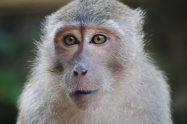 포토 JPG 해외이미지 동물 1 응시 아시아 얼굴 야생동물 여행 포유류 태국 자연 생물 털 동물원 종류 앉기 동양인 성인 사람없음 야외 갈색 머리 원숭이 관찰 입 보호 심볼 사파리 싱글 코 서식지 유인원 동쪽 동물상 전국 혼자 생존 해외202004 해외포토 시선 나라 컬러 컨셉 모션 사람 인종 신체부위 조형물 방향 생태계 파일형식