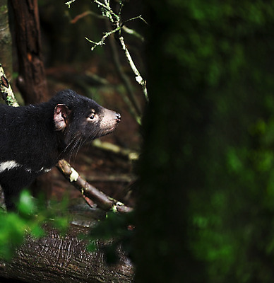 포토 JPG 해외이미지 동물 사람없음 호주 주머니곰 해외202004 해외포토 포유류 오세아니아 파일형식
