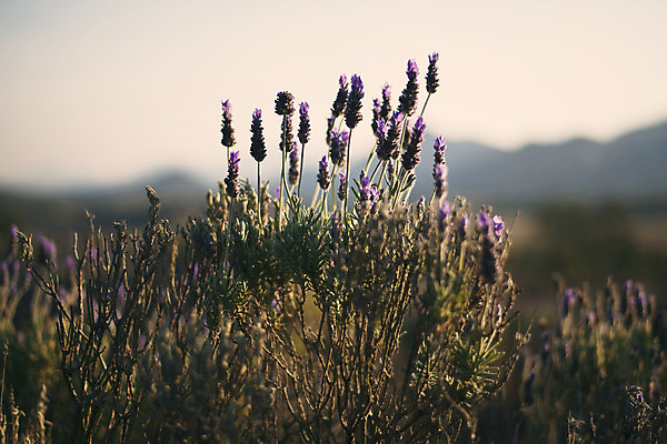 포토 JPG 해외이미지 식물 여행 농업 자연 풍경 사람없음 야외 초록색 여름 태양 맑음 성장 제비꽃 향기 라벤더 해외202004 해외포토 자연요소 계절 꽃 산업 컬러 날씨 허브 생태계 냄새 파일형식