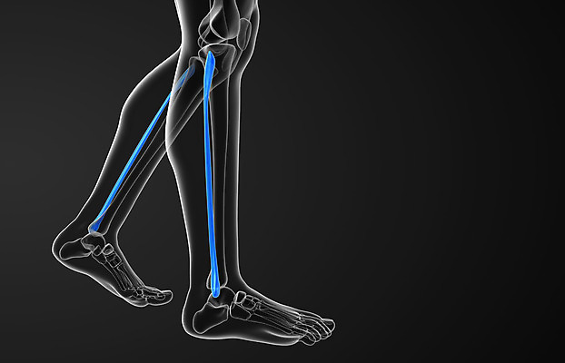 포토 JPG 해외이미지 부분 뼈 골격 엑스레이 건강 사람 사람없음 3D 해외202004 해외포토 의학 디지털합성 파일형식