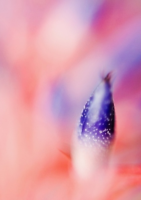 포토 JPG 해외이미지 나무 식물 공원 꽃잎 꽃 꽃다발 백그라운드 꽃무늬 오렌지 자연 따뜻함 사랑 초원 사람없음 목재 초록색 여름 파란색 빛 갈색 노란색 정원 보라색 검은색 봄 성장 벚꽃 꽃술 녹음 개화 닫기 숲 백합 제비꽃 헝가리 꽃수술 아네모네 세련 해외202004 해외포토 계절 공공시설 감정 컬러 무늬 과일 재료 모션 기록 생태계 동유럽 파일형식