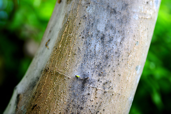 포토 JPG 해외이미지 나무 자연 추상 이끼 사람없음 거친 숲 질감 나무껍질 곰팡이 해외202004 해외포토 식물 무늬 껍질 생태계 파일형식