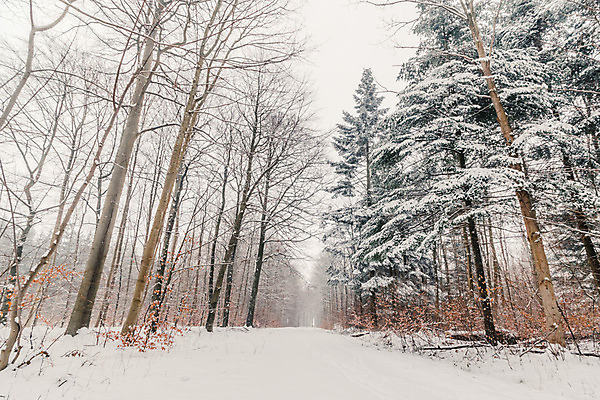 포토 JPG 해외이미지 나무 계절 백그라운드 크리스마스 겨울 밭 자연 하늘 날씨 덴마크 풍경 사람없음 야외 가로 울타리 환경 냉동 얼음 어둠 침묵 새벽 회색 추위 안개 흰색 나뭇가지 시골 황무지 숲 시원함 서리 장면 흐림 스칸디나비아 눈내림 해외202004 해외포토 자연요소 식물 기념일 컬러 농업 눈_날씨 북유럽 담장 소리 생태계 파일형식