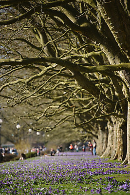 포토 JPG 해외이미지 식물 계절 공원 꽃 분홍색 백그라운드 잎 꽃무늬 밭 자연 산 풍경 초원 사람없음 야외 초록색 파란색 컬러풀 태양 정원 계곡 보라색 봄 벚꽃 신선 개화 4월 원예 장면 내추럴 사프란 해외202004 해외포토 자연요소 공공시설 컬러 무늬 농업 취미 날짜 향신료 생태계 파일형식