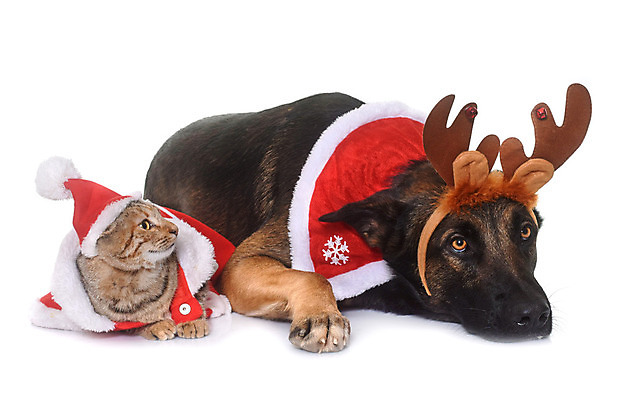 포토 JPG 해외이미지 동물 컨셉 크리스마스 두마리 산타옷 친절 사랑 사람없음 빨간색 친구 반려동물 갈색 고양이 코트 개 흰배경 변장 이벤트의상 루돌프머리띠 해외202004 해외포토 옷 기념일 감정 컬러 백그라운드 2 포유류 관계 외투 흰색 머리띠 파일형식