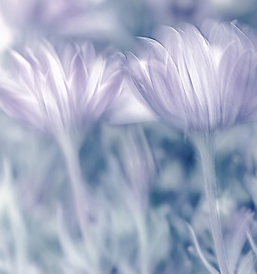 포토 JPG 해외이미지 식물 계절 꽃 백그라운드 꽃무늬 밭 자연 벽지 추상 미술 잔디 사람없음 야외 파란색 보라색 봄 들꽃 벚꽃 신선 개화 선택 제비꽃 만족 데이지 부드러움 공상 깊이 블러 파스텔톤 몽환 해외202004 해외포토 감정 컬러 컨셉 무늬 농업 문화예술 감각 생태계 파일형식