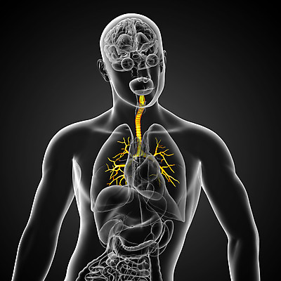 포토 JPG 해외이미지 과학 신체 해부 건강 사람 사람없음 보라색 오르간 해외202004 해외포토 컬러 의학 건반악기 파일형식