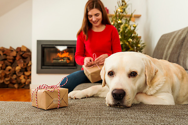 포토 JPG 해외이미지 나무 동물 백인 전통 라이프스타일 응시 계절 여자 행복 종이 컨셉 크리스마스 겨울 가족 탁자 주택 선물포장 선물 사랑 한명 사람 상반신 앞모습 장식 빨간색 반려동물 소파 축하 개 래브라도리트리버 벽난로 이벤트의상 포장소품 성인여자한명만 해외202004 해외포토 서양인 식물 1 시선 옷 기념일 감정 뷰포인트 컬러 가구 의자 포장 포유류 관계 건물 생활 리트리버 오브젝트 포장재료 여자한명만 성인여자만 파일형식