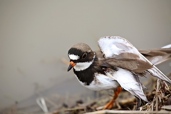 포토 JPG 해외이미지 야생동물 캐나다 날개 자연 종류 초원 사람없음 가로 디지털 봄 행운 보호 작음 생태계 서식지 철새 내추럴 깨짐 동물상 해외202004 해외포토 동물 계절 컨셉 북아메리카 조류 조형물 크기 파일형식