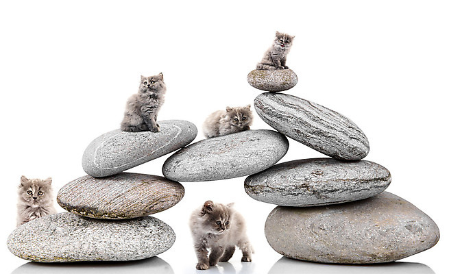 포토 JPG 해외이미지 캐릭터 컨셉 사람없음 반려동물 고양이 회색 흰색 쓰레기 작음 만족 고립 예시 해외202004 해외포토 동물 감정 컬러 포유류 크기 파일형식