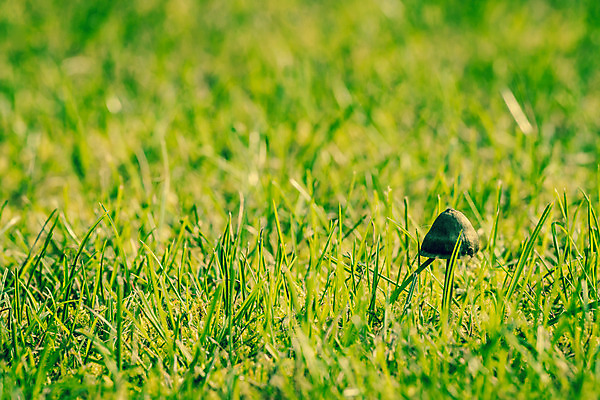 포토 JPG 해외이미지 식물 잔디 사람없음 야외 초록색 햇빛 태양 정원 맑음 버섯 봄 해외202004 해외포토 자연요소 계절 컬러 날씨 파일형식